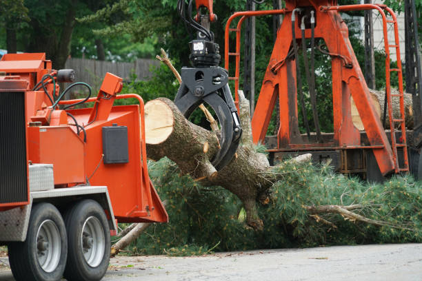 Best Leaf Removal  in USA